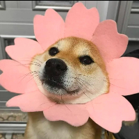DOGEFLOWER