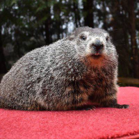 Punxsutawney Phil